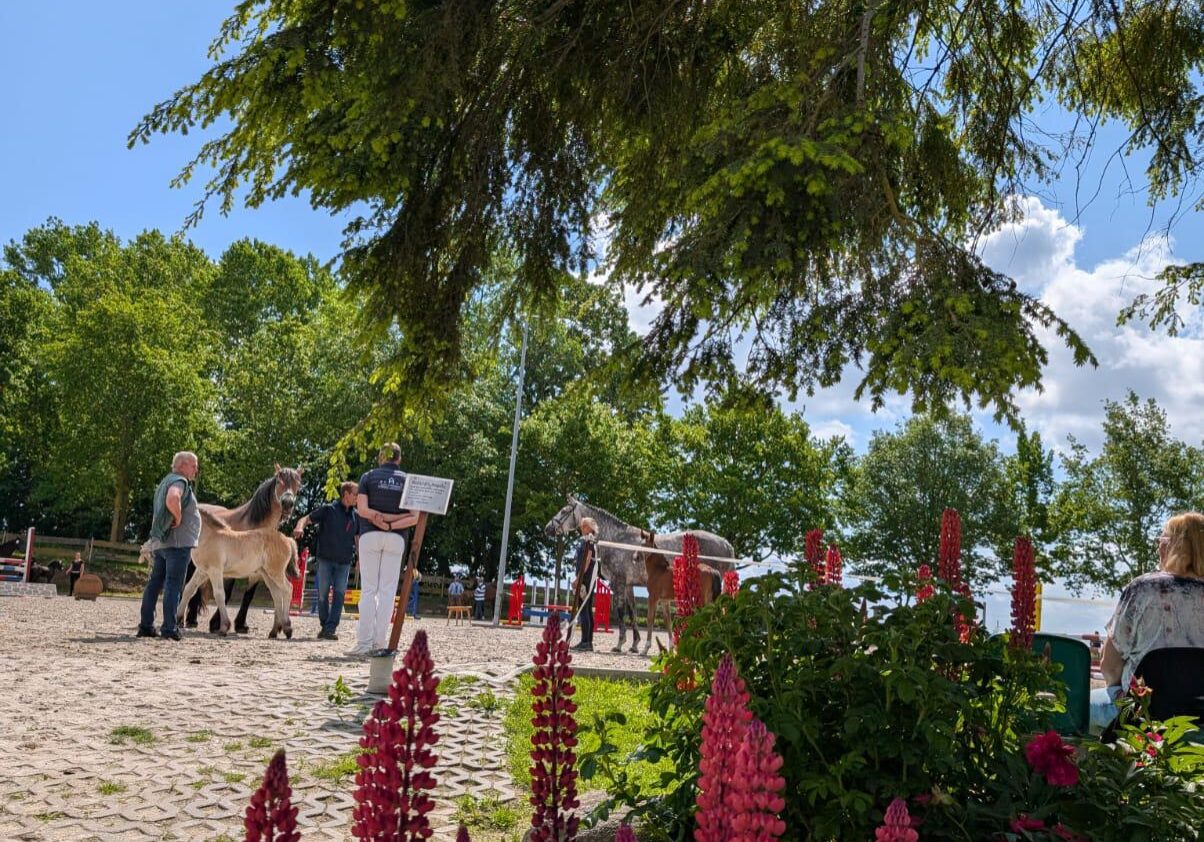 Fohlenschau